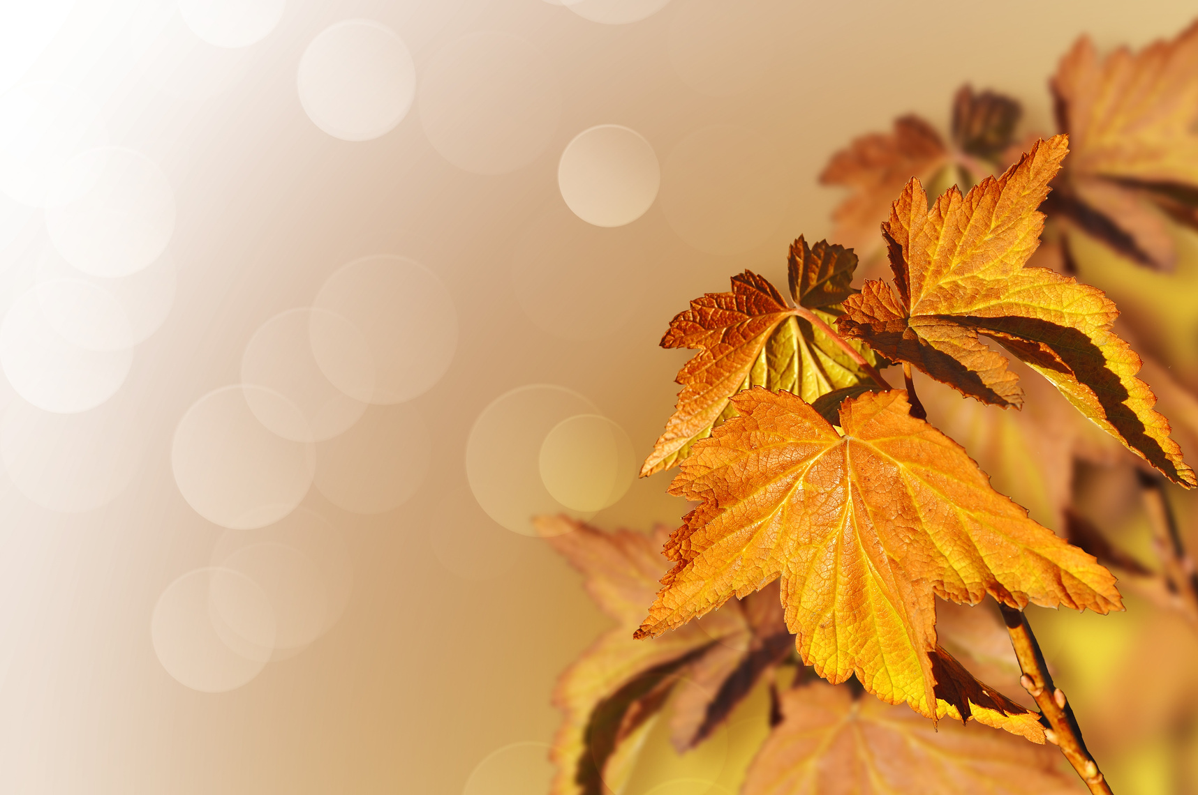 Maple Tree Leaves on Bokeh Background